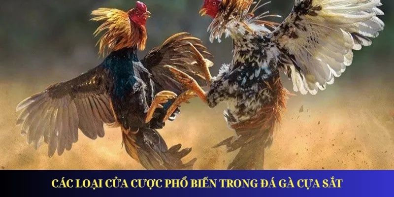 Đá Gà Cựa Sắt - Xu Hướng Giải Trí Được Ưa Chuộng Nhất 2025 Các loại cửa cược phổ biến trong đá gà cựa sắt