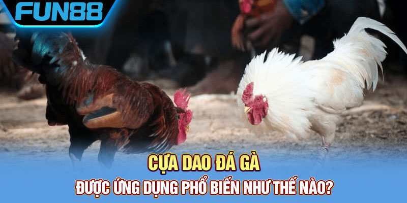 Cựa Dao Gà Đá Là Gì? Khám Phá Về Thiên Đường Đá Gà Cực Chất Cựa dao đá gà được ứng dụng phổ biến như thế nào?
