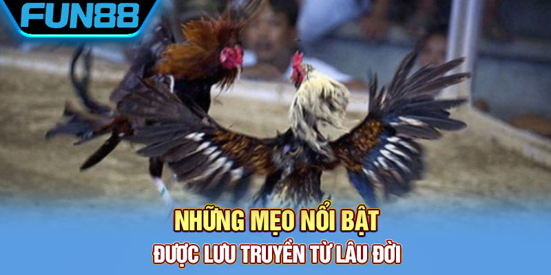 Cựa Dao Gà Đá Là Gì? Khám Phá Về Thiên Đường Đá Gà Cực Chất Những mẹo nổi bật được lưu truyền từ lâu đời