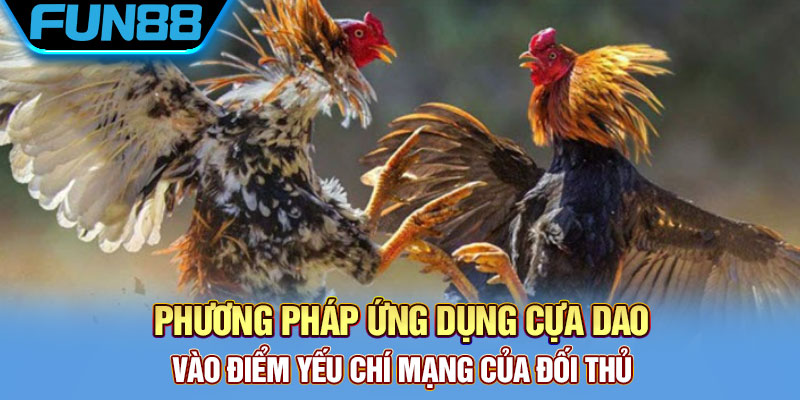 Cựa Dao Gà Đá Là Gì? Khám Phá Về Thiên Đường Đá Gà Cực Chất Phương pháp ứng dụng cựa dao vào điểm yếu chí mạng của đối thủ