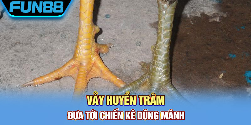 Vảy Gà Quý - Tổng Hợp Một Số Loại Vảy Chất Lượng Hiện Nay Vảy huyền trâm đưa tới chiến kê dũng mãnh